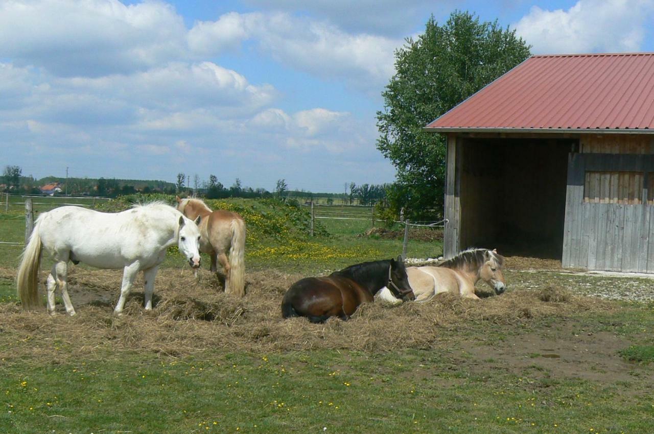 Spring-Hof Leilighet Oberostendorf Eksteriør bilde