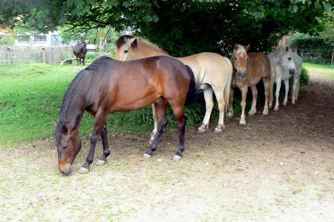 Spring-Hof Leilighet Oberostendorf Eksteriør bilde