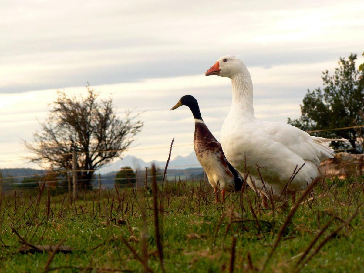 Spring-Hof Leilighet Oberostendorf Eksteriør bilde